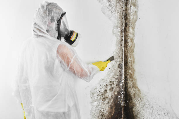 Best Mold Testing and Removal  in Burnham, PA
