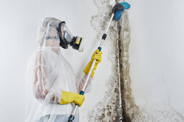 Best Mold Damage Repair  in Burnham, PA