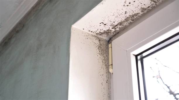Best Toxic Mold Removal  in Burnham, PA