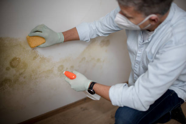 Best Fast Mold Removal  in Burnham, PA