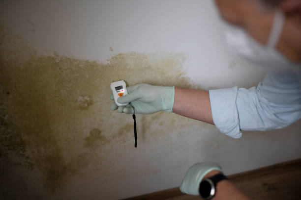 Best Local Mold Removal Service  in Burnham, PA