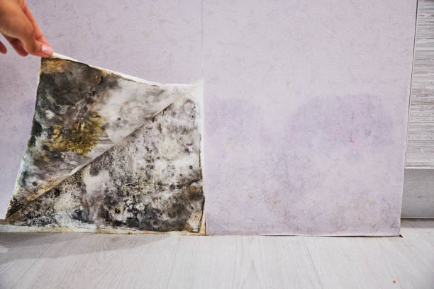 Best Mold Removal Near Me  in Burnham, PA